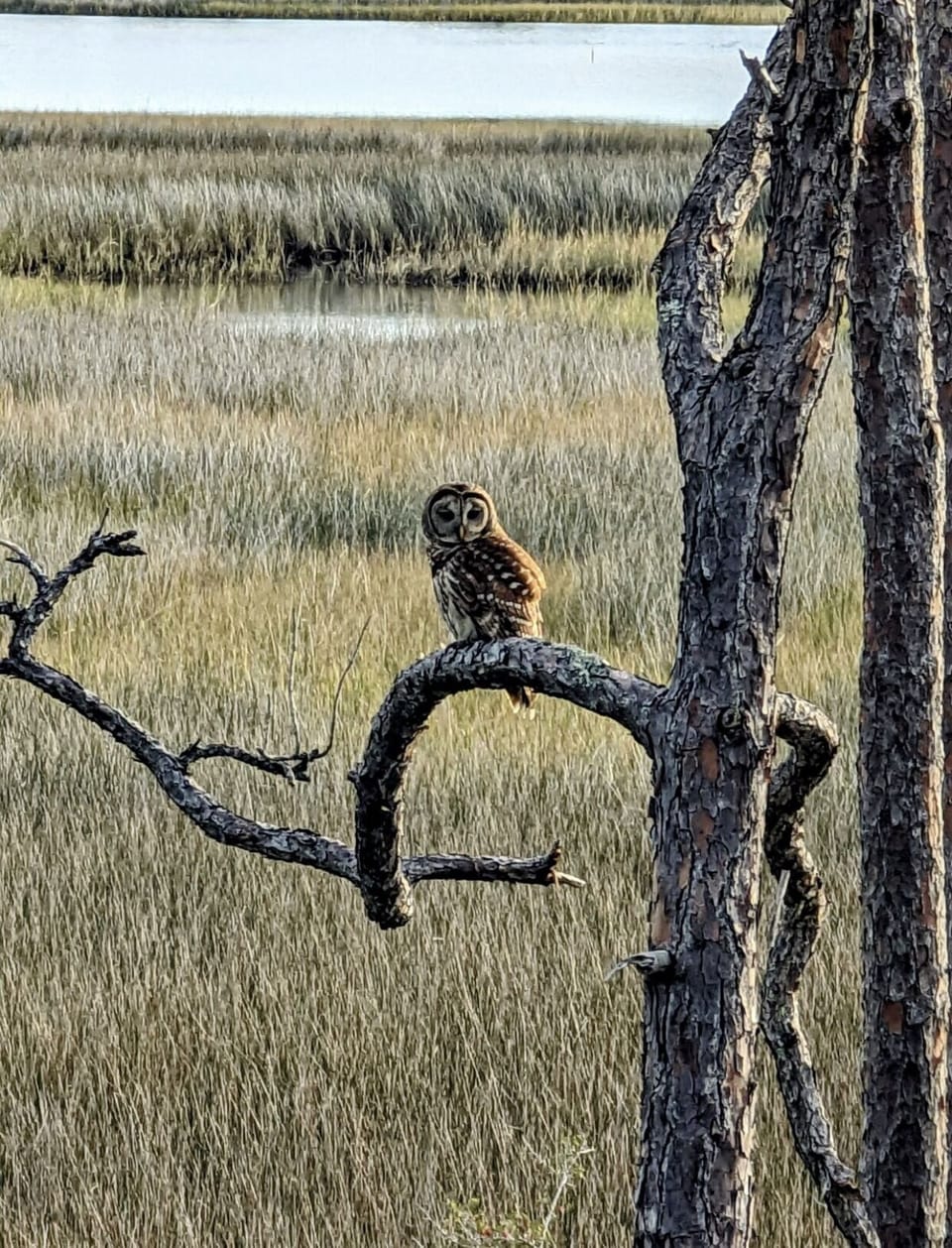 Mr. Hoot 🦉 loves to stay at Hooked on the Bayou 