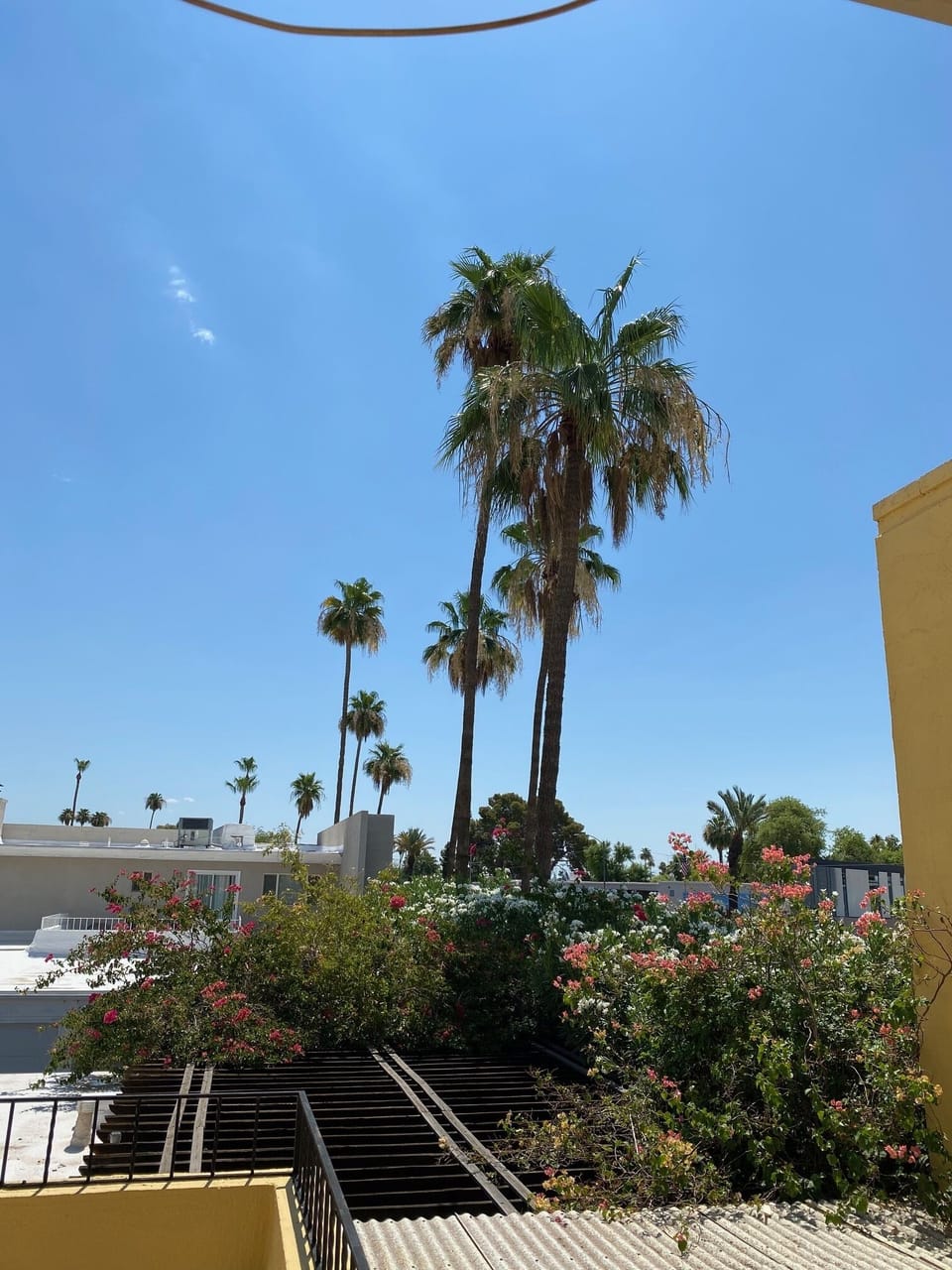 View of beautiful flowers and palms from upper level master