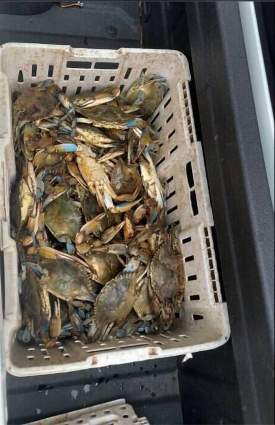 Crabs (2)