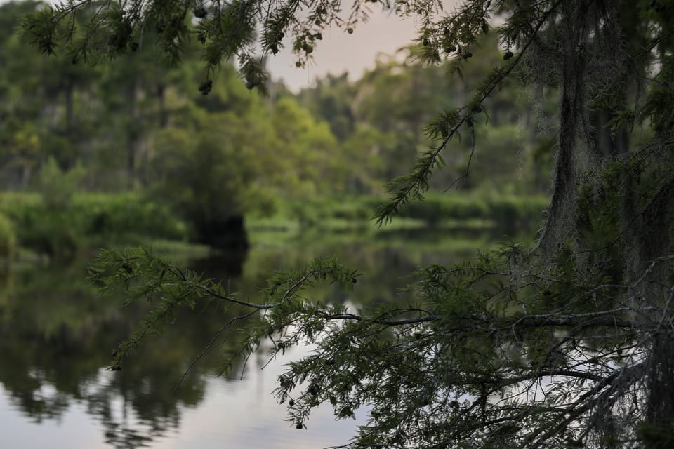 The sounds of the bayou beckon you! 