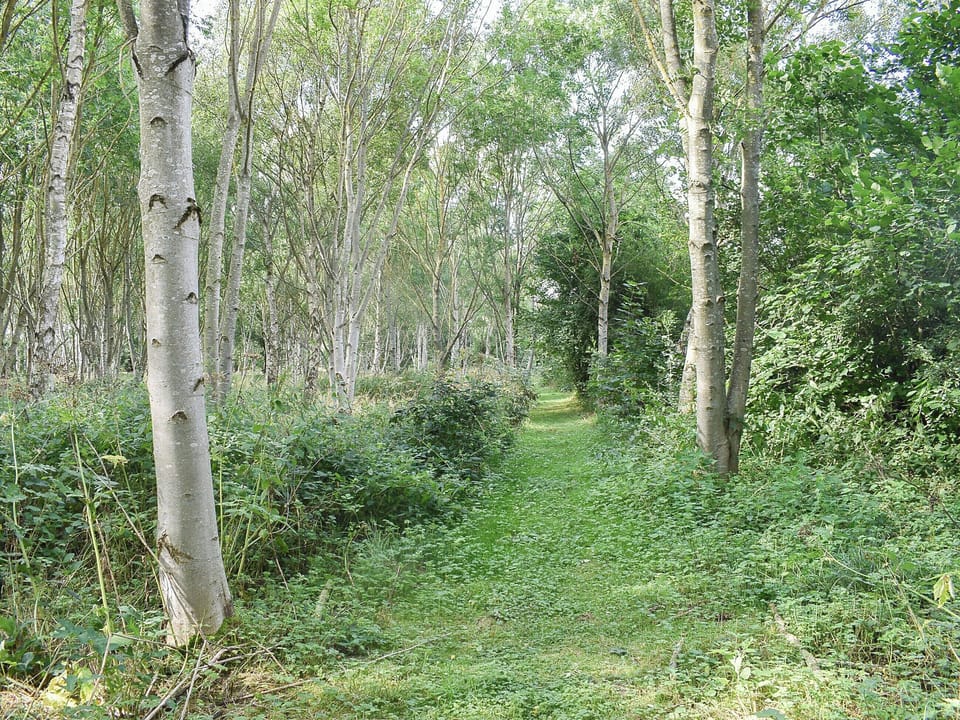 Woodland walk | Fox Cover Cottage, Little Edstone, near Pickering