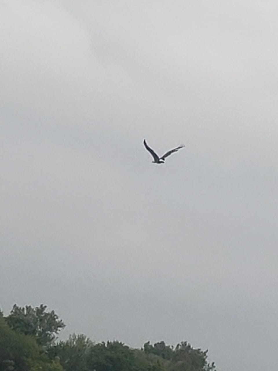 Bald Eagles soar over the lake, be on the lookout!