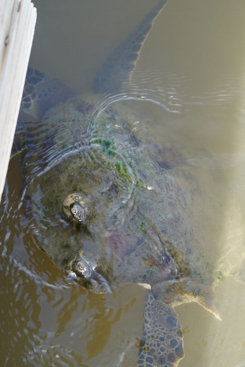 Sea Turtle at the Dock