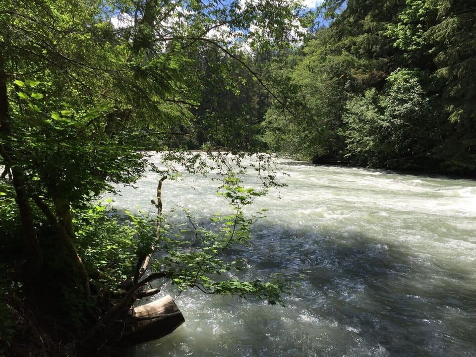 Grove, Jungle, Land, Nature, Outdoors