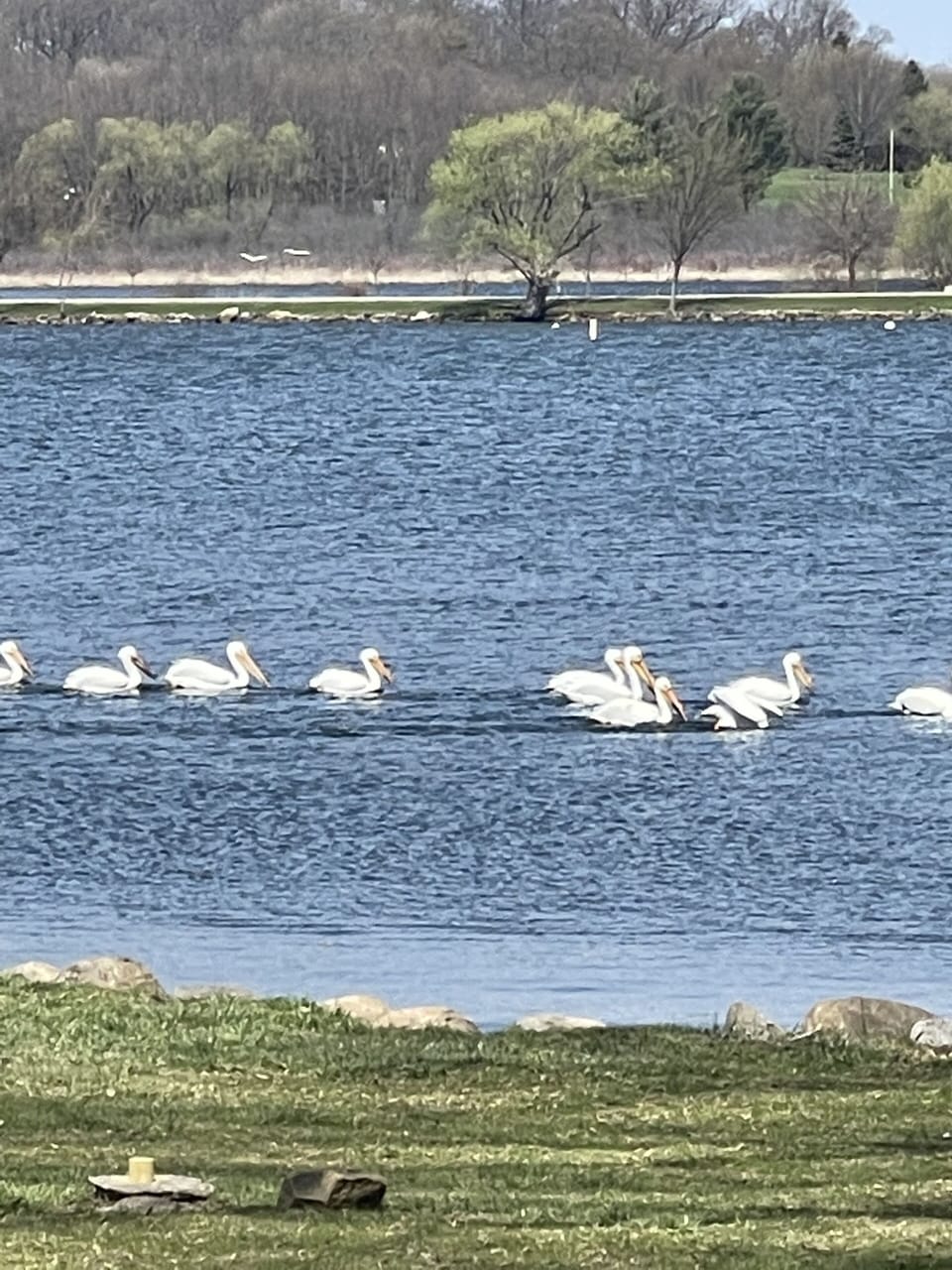 Lake wild life