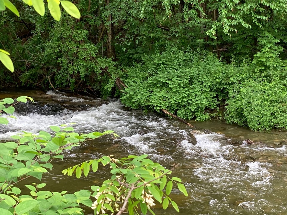 Backyard stream 