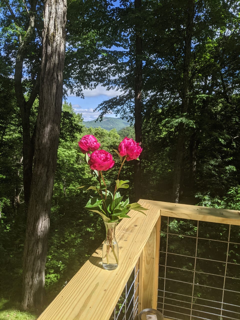 Back porch view
