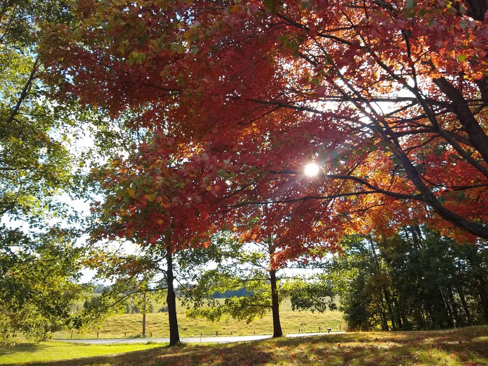 Beautiful fall colors