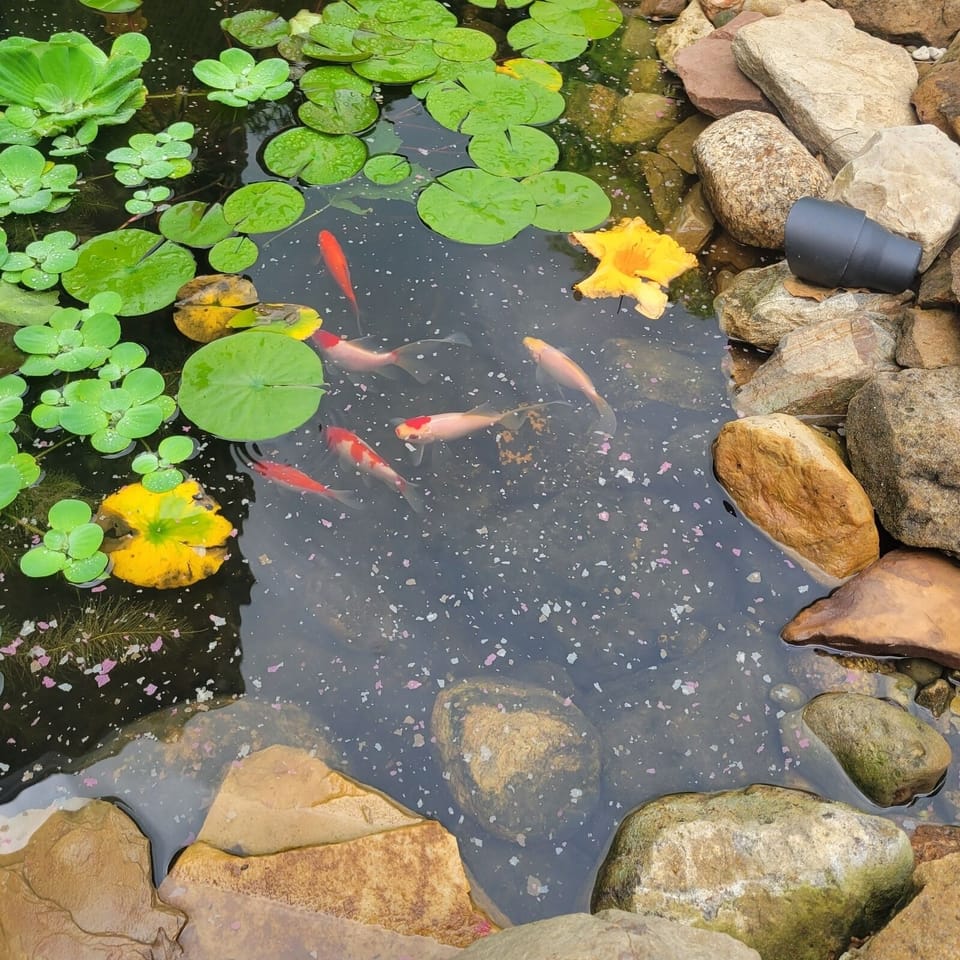 We love our goldfish and resident frogs! 
