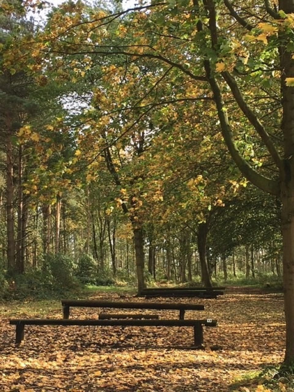 Autumn Walks