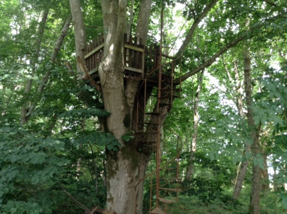 High up - the tree house