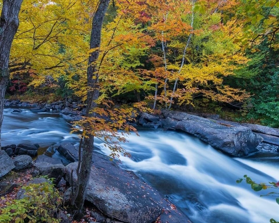 Creek flowing in lush forest