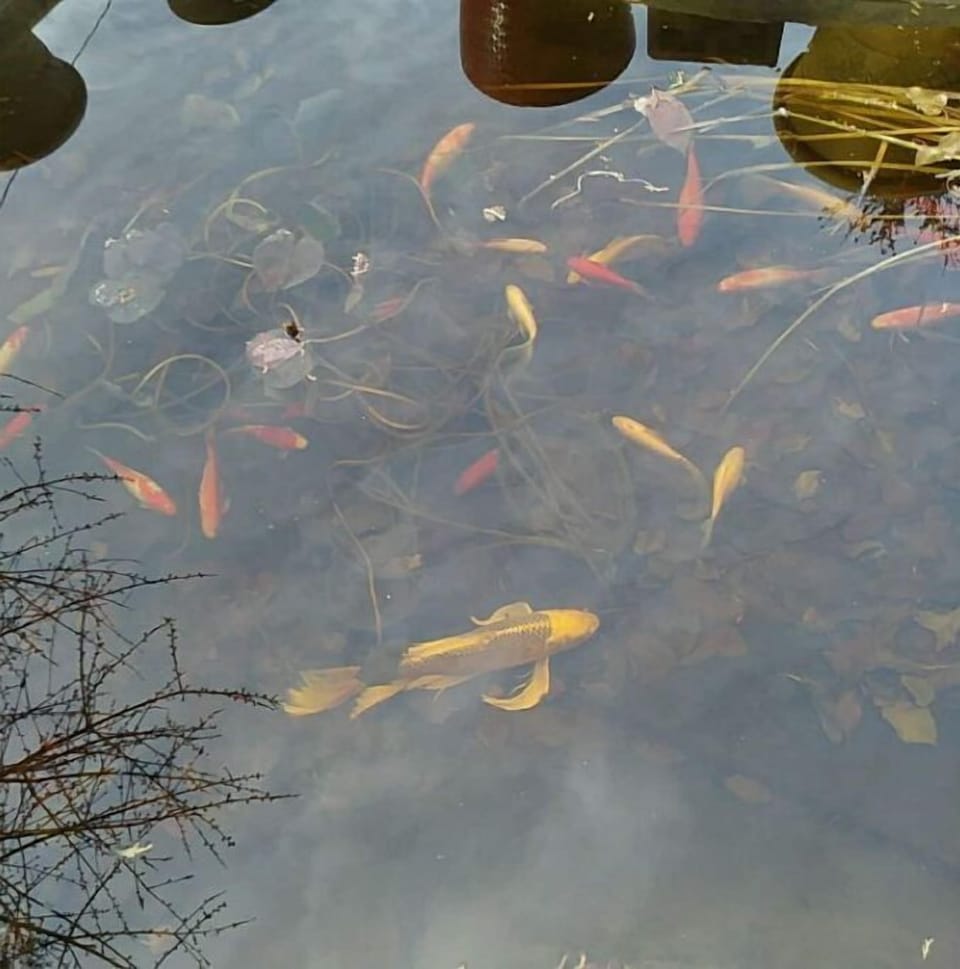 Koi pond with pleasant sounding waterfall, enjoying feeding the fish