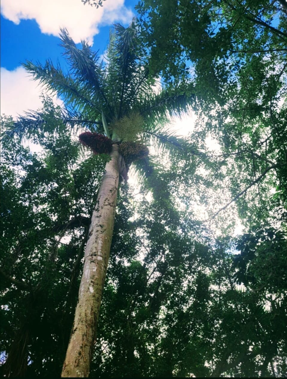 Palm tree located in backyard, next to gazebo and hammock.