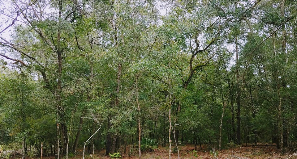 private acres of land surrounding home