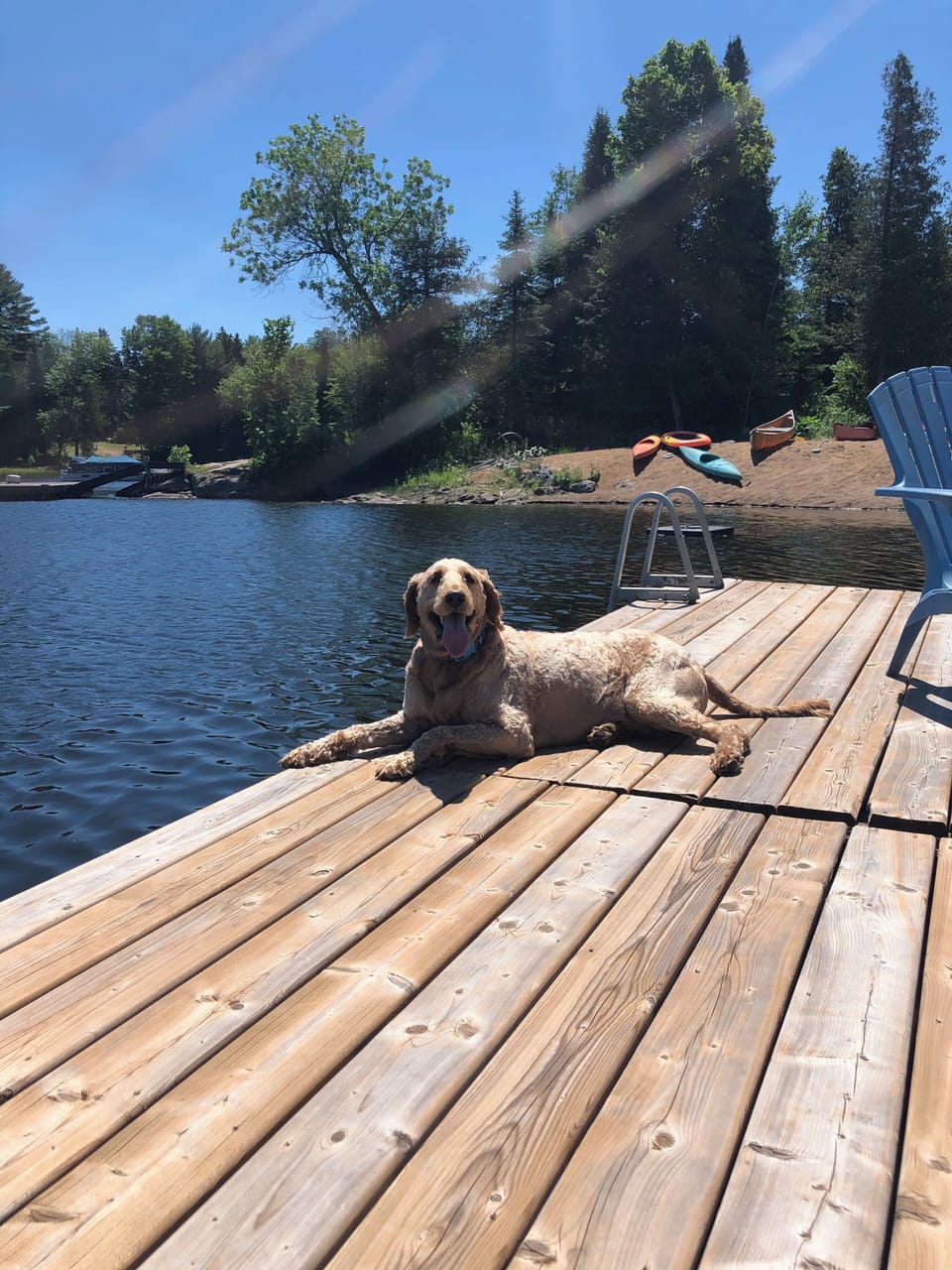 Dog friendly 