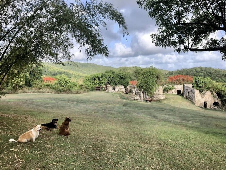 Jodie's 3 rescue babies - Lily, Chile and Millie on the property