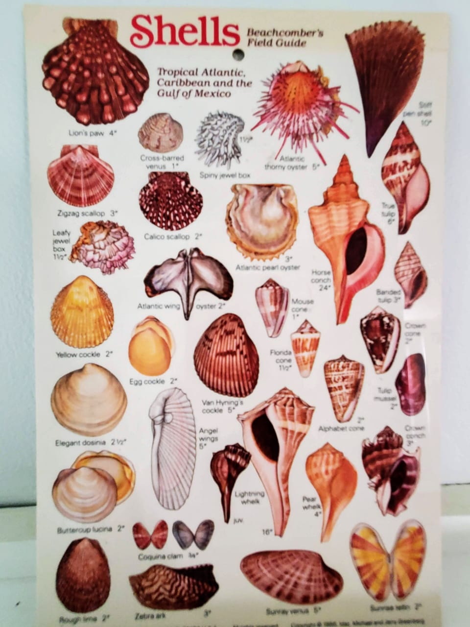 How many of these Wrightsville Beach shells can you find?  And Shark teeth too!