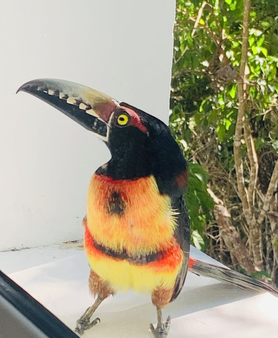 Sometimes these birds come by the window. They are amazing!