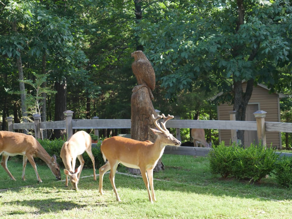 Packs of deer roam inside of Mt Nebo State Park and frequent our front yard-  