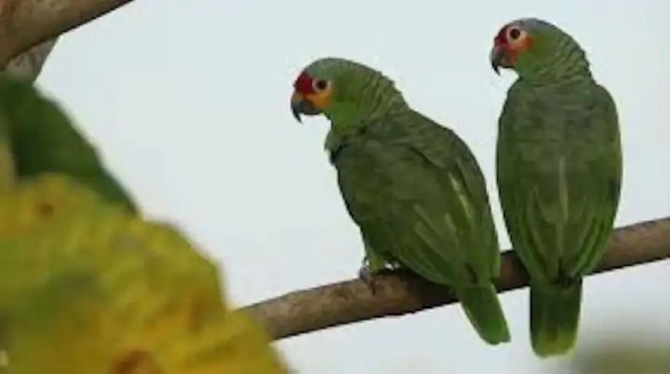 Parrots and other tropical birds are easily spotted every day. 