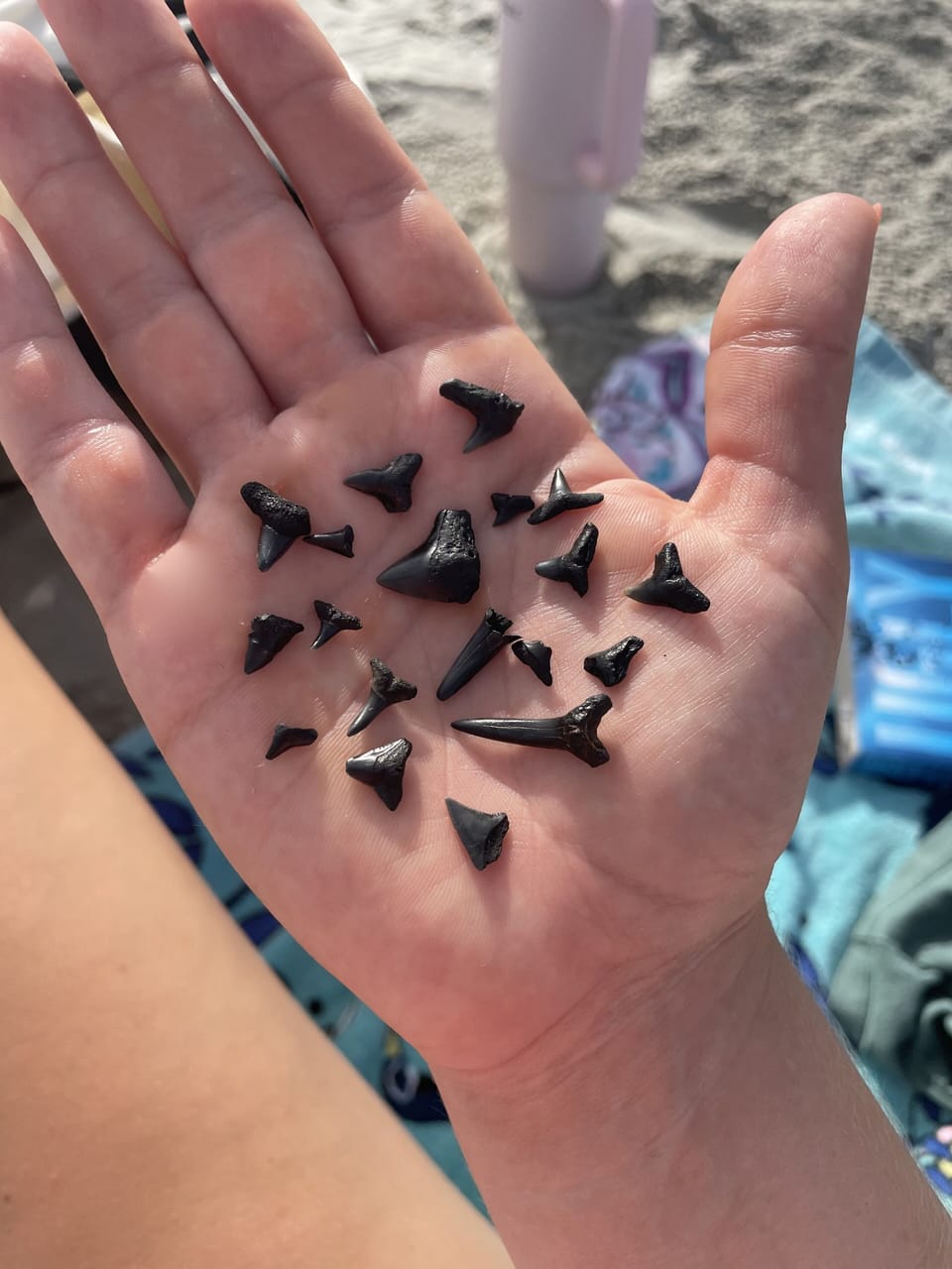Plenty of sharks teeth to be found 