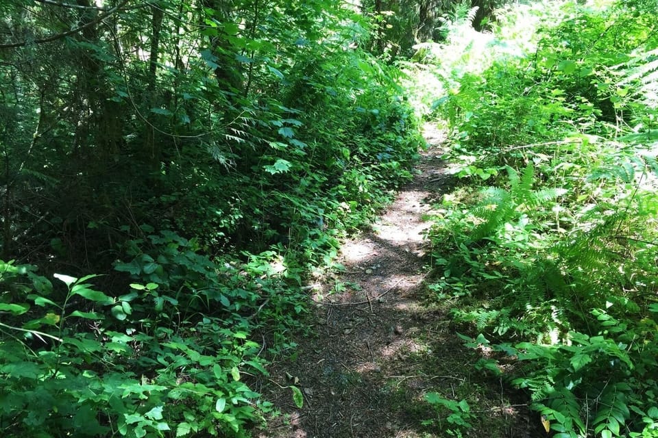 Nature, Outdoors, Path, Trail, Vegetation