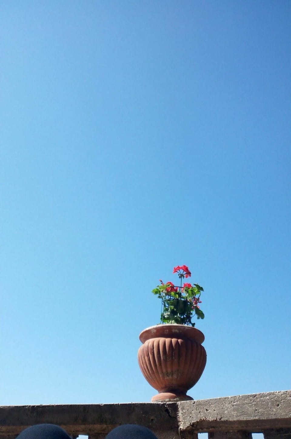 Sky, Flower, Plant, Flowerpot, Vase, Houseplant, Tree, Tints And Shades, Landscape, Horizon