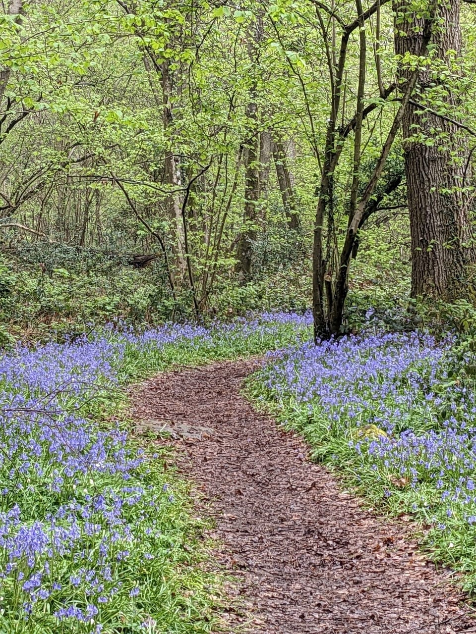 Bluebell woods