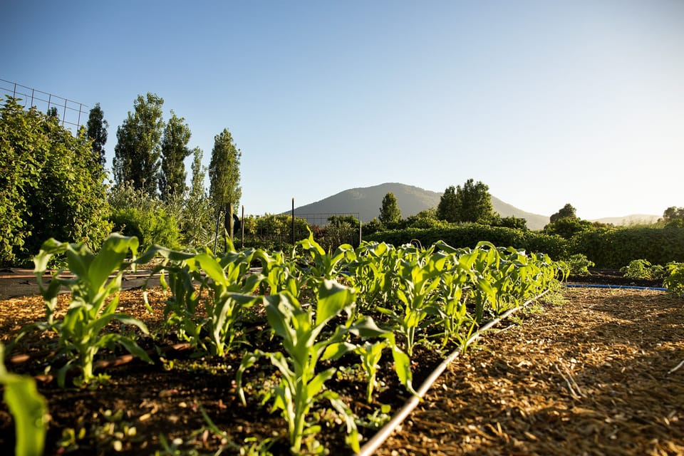 Pick your own seasonal veggies and fruit in the extensive vegetable garden.