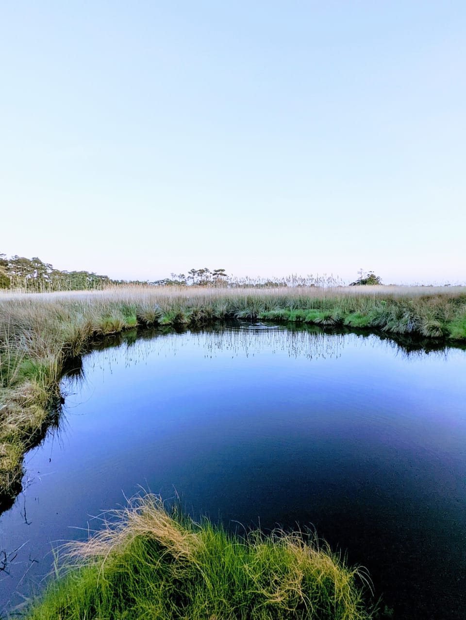 Small pond directly behind cottage on property. Full of wildlife!