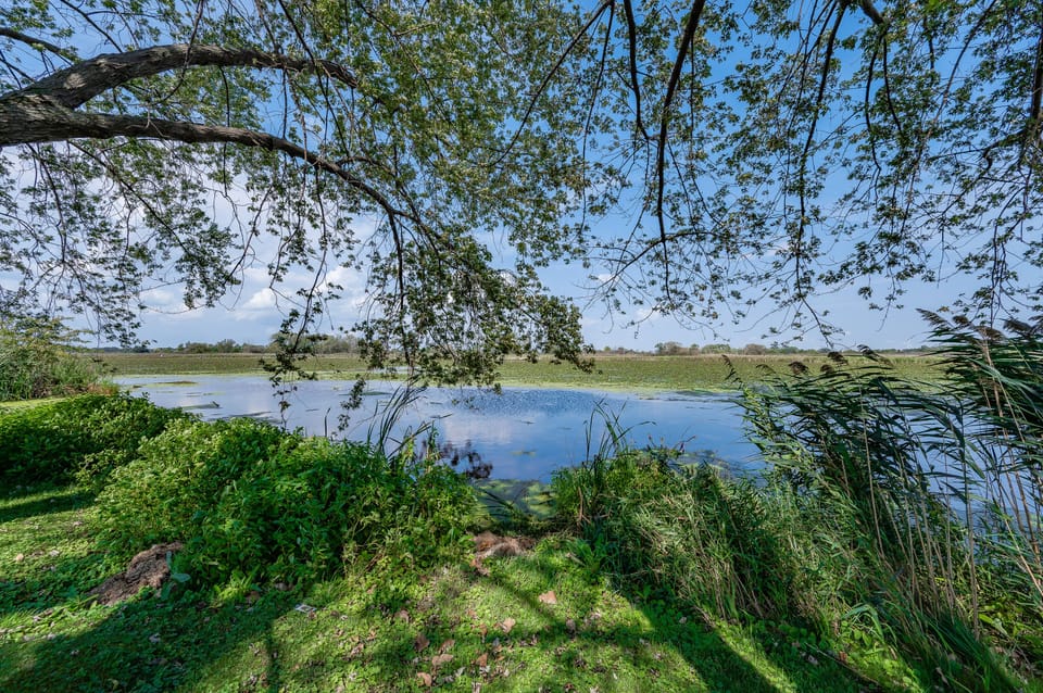 Marsh located across the street filled with all kinds of wildlife to enjoy