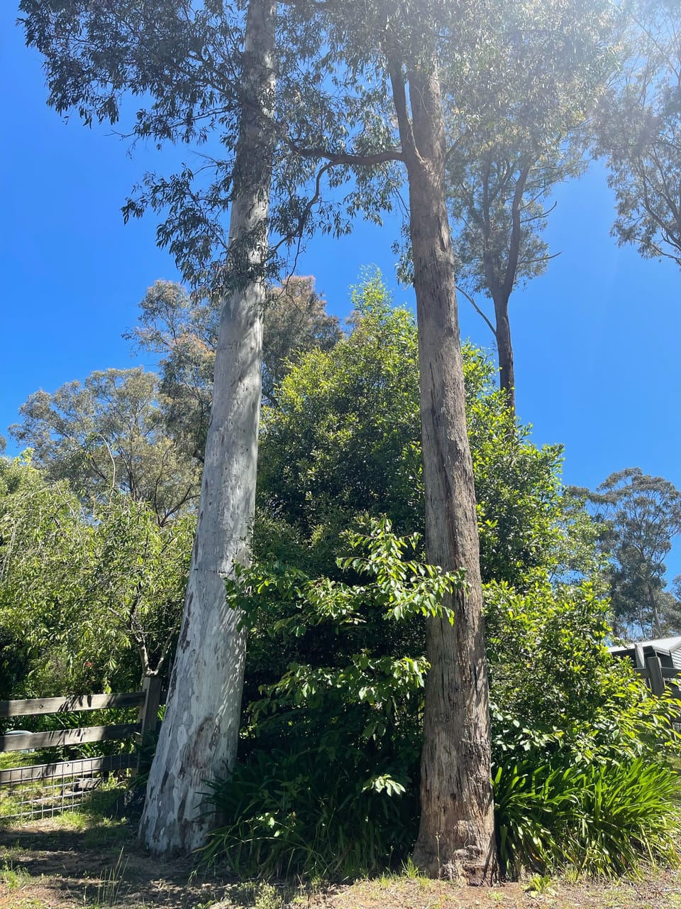 Snowy gumtrees