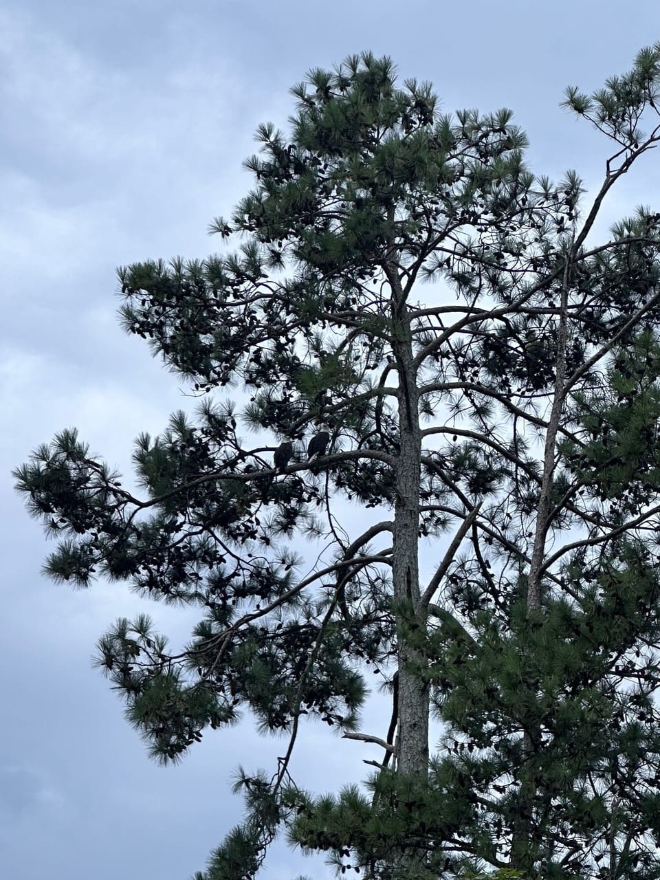 Two bald eagles keeping watch over the yard