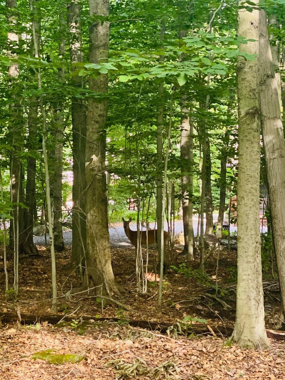 And watch deers from your backyard 