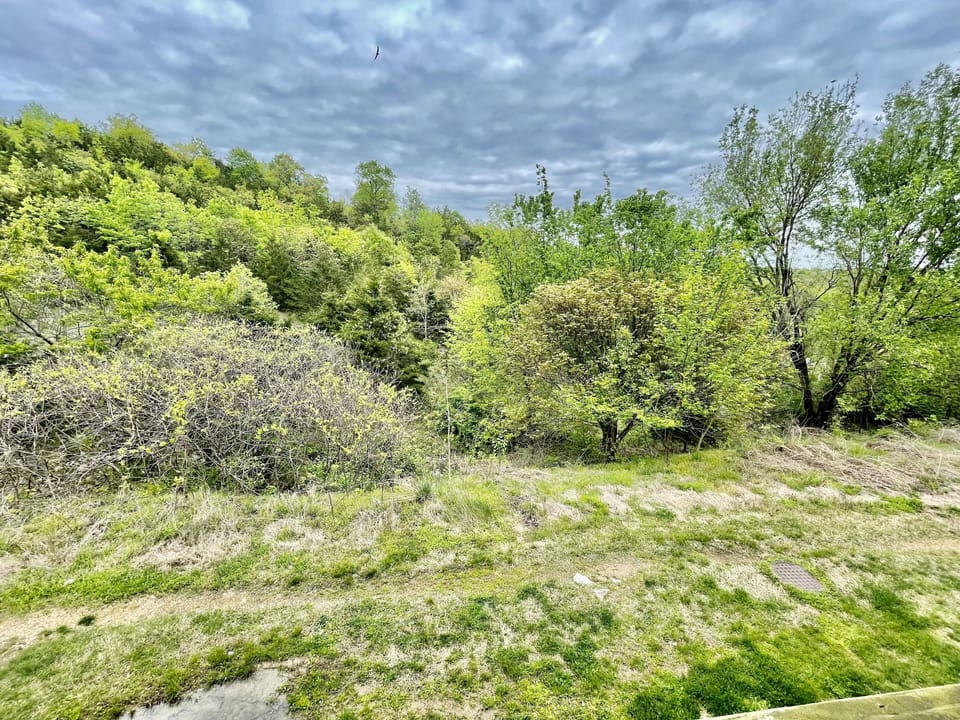 View from the back porch