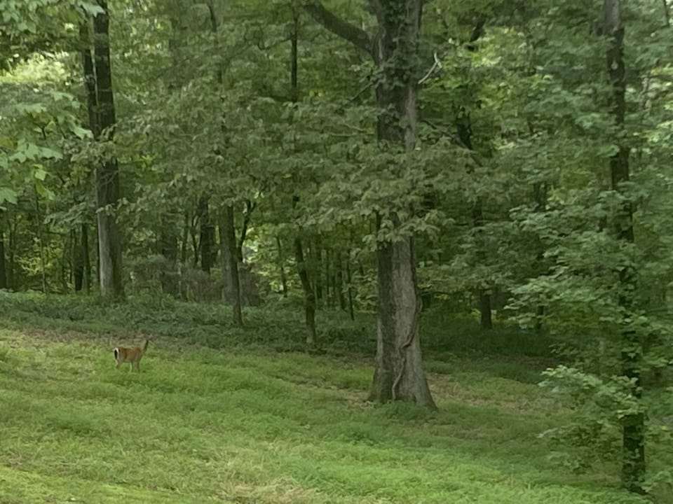 Enjoy watching wildlife