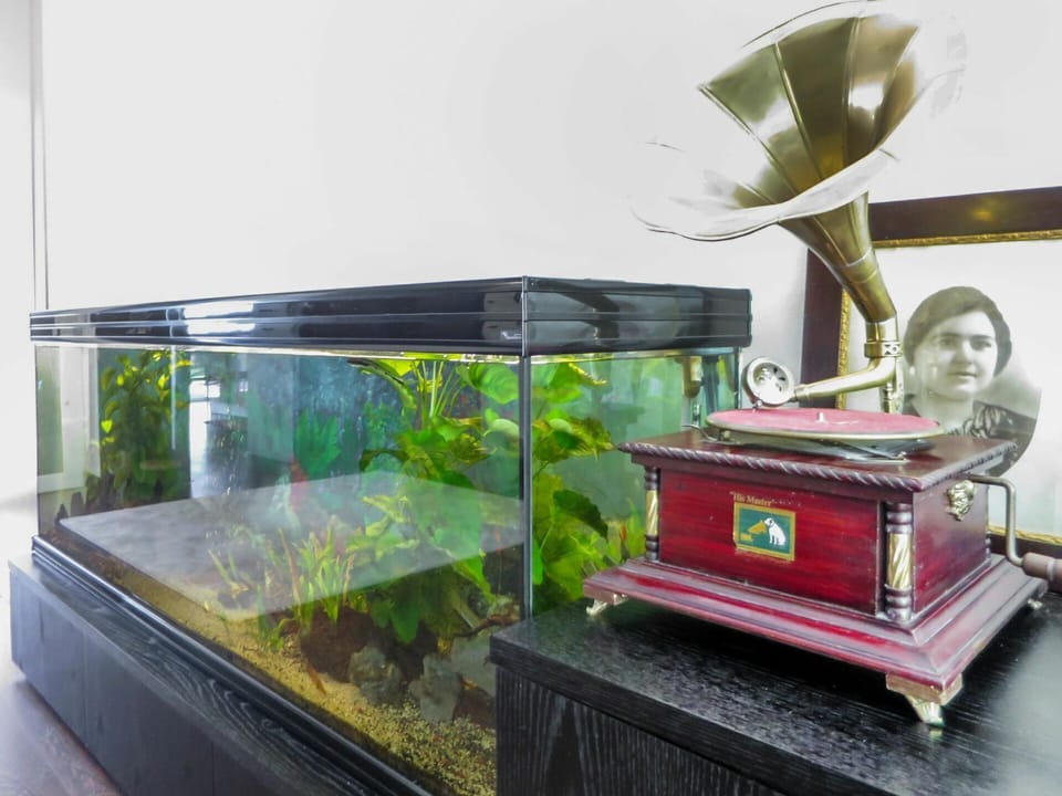 Green, Water, Plant, Display Case, Glass, Machine