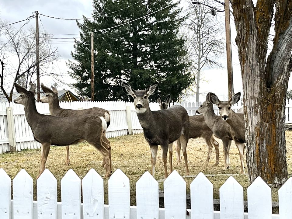 Family of dear visiting in our front yard