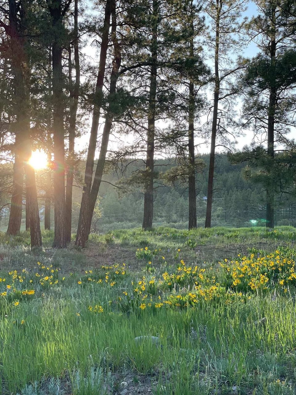 Meadow across the street filled with Wildflowers
