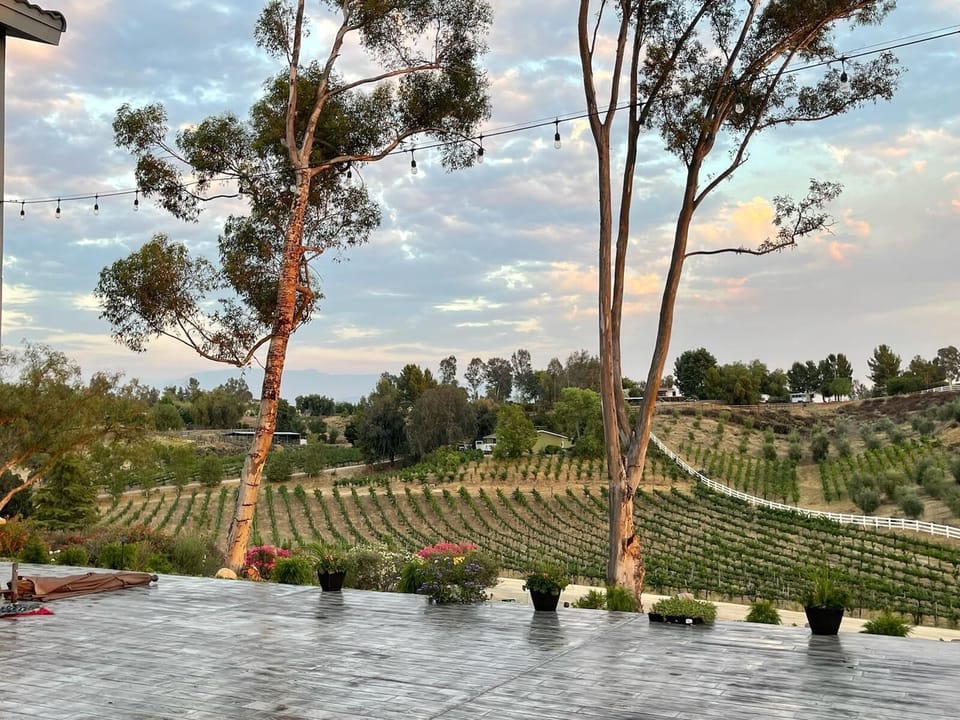 Nice valley view of vineyard and olive trees from the patio.