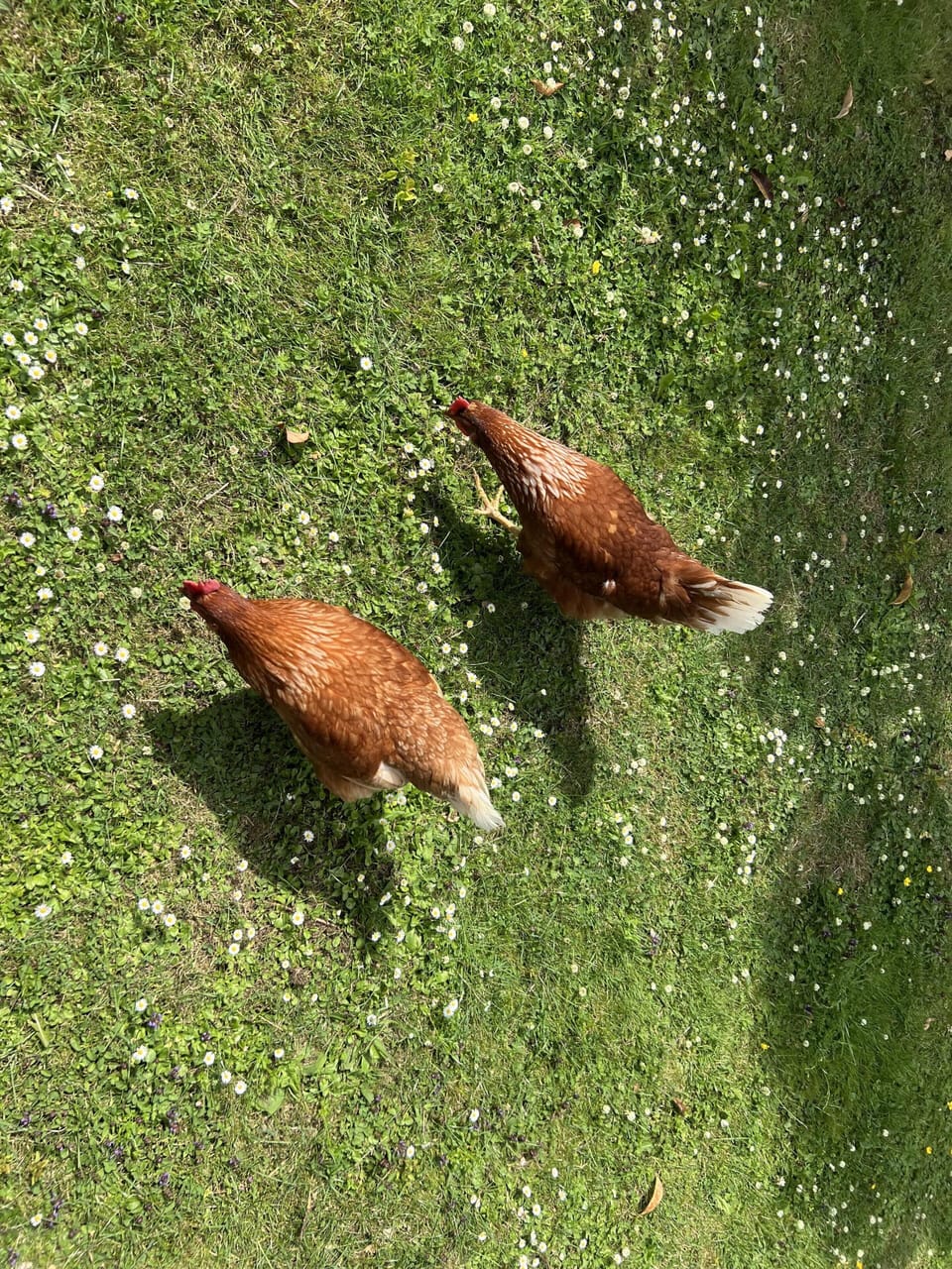 Image 32
