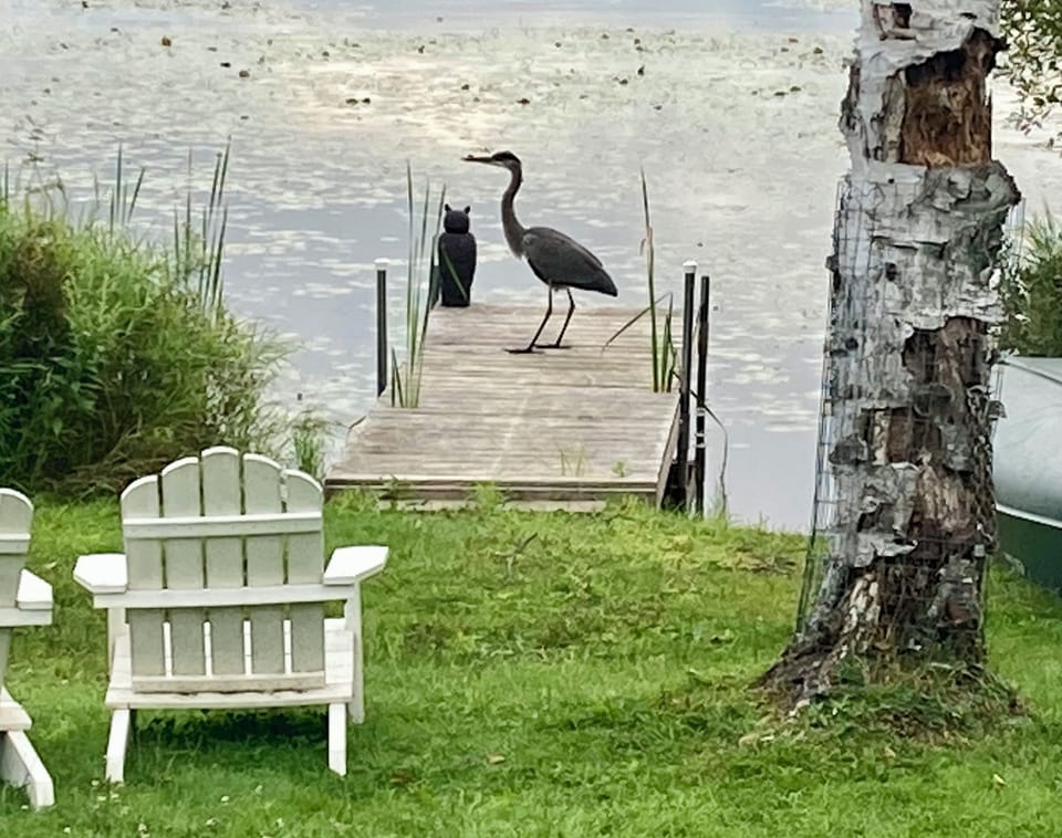 Great Blue Heron