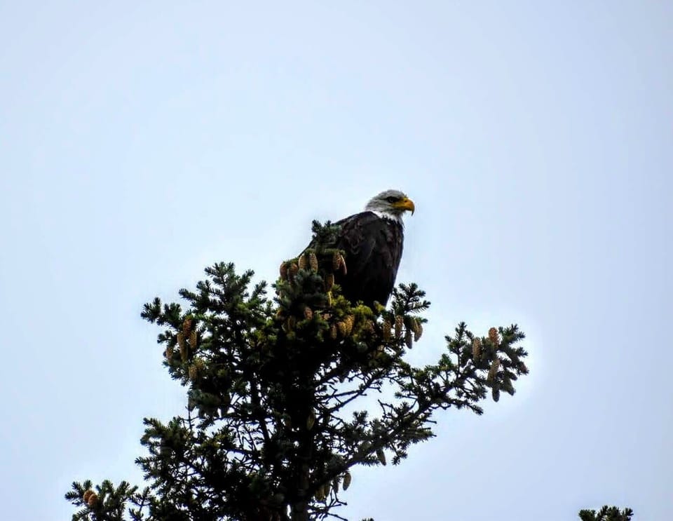 Our Eagle returns every year!