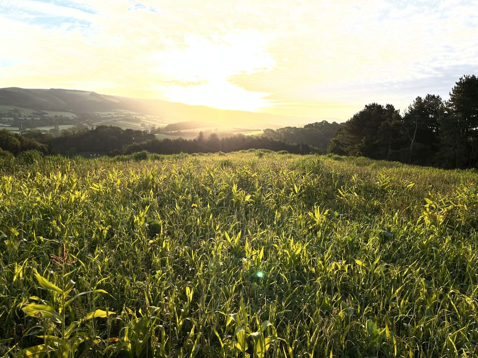 Planting wild flowers for Bees and butterflies and seeds for the wild birds