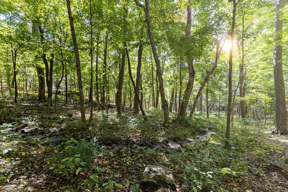 The peaceful wooded view from the property