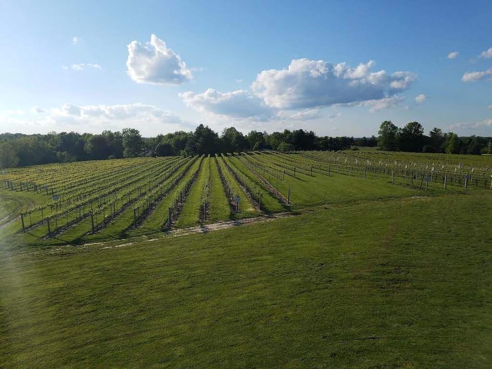 Alto Vineyards - 1/2 mile away