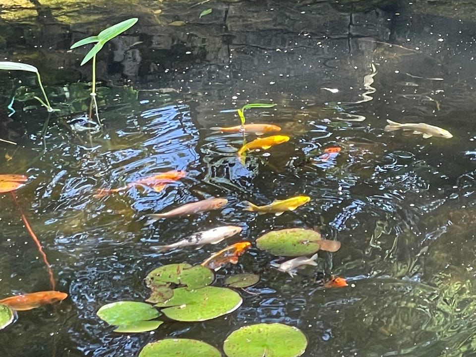 25+ Koi fish