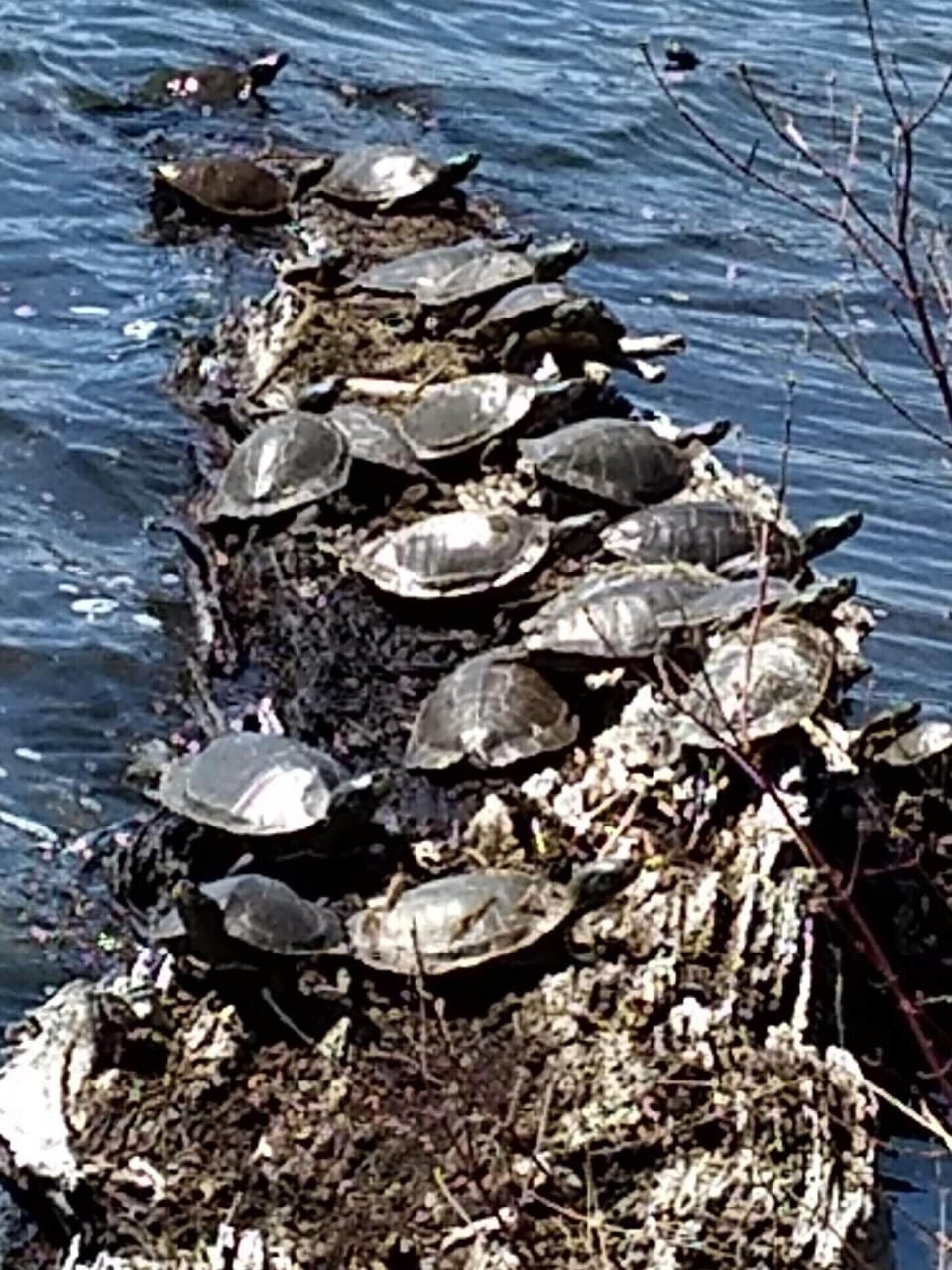 Yes, we call it Turtle Point!