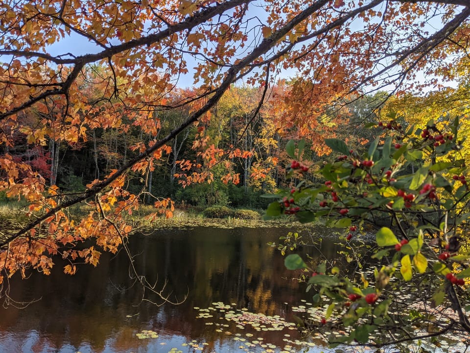 Magic of autumn